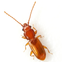 Placonotus modestus