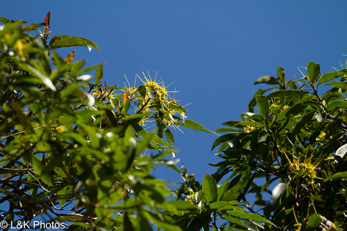 Xanthostemon chrysanthus