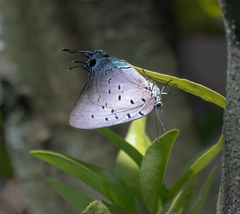 Pseudolycaena marsyas