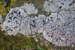 Lecidella anomaloides