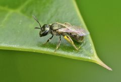 Lasioglossum imitatum
