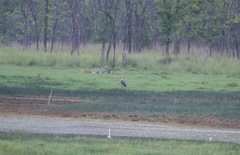 Leptoptilos javanicus