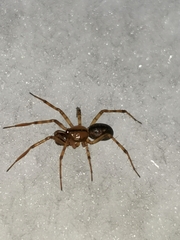 Stemonyphantes lineatus