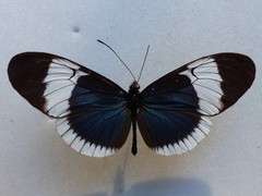 Heliconius sapho