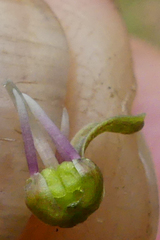 Ledebouria ensifolia