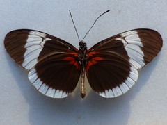 Heliconius sapho