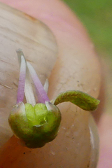Ledebouria ensifolia