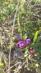 Prunella grandiflora