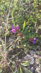 Prunella grandiflora