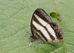Pareuptychia hesionides