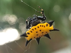 Gasteracantha cancriformis