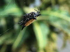 Gasteracantha cancriformis