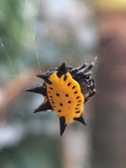 Gasteracantha cancriformis