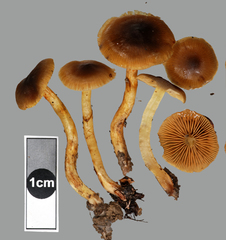 Cortinarius leptospermorum