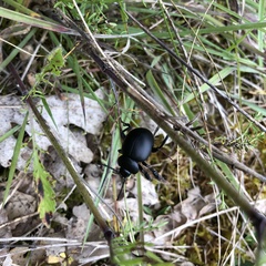 Timarcha goettingensis