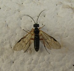 Apethymus filiformis