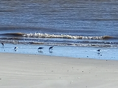 Calidris canutus