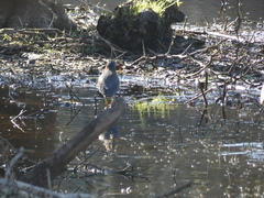 Butorides virescens image