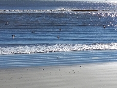 Calidris canutus