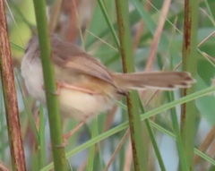 Prinia subflava affinis