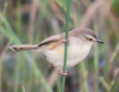 Prinia subflava affinis