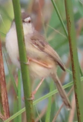 Prinia subflava affinis