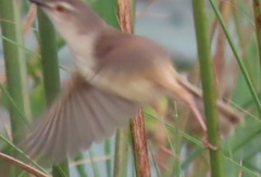 Prinia subflava affinis