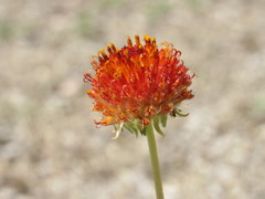 Gaillardia suavis