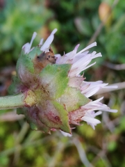Jasione maritima