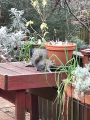 Sciurus carolinensis