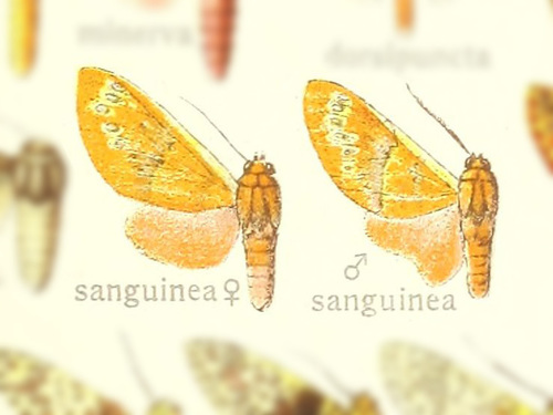 Toulgoetarctia sanguinea
