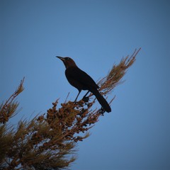 Quiscalus mexicanus