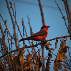 Pyrocephalus rubinus