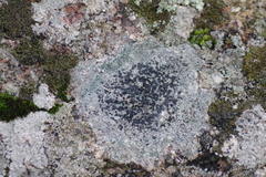 Lecanora gangaleoides