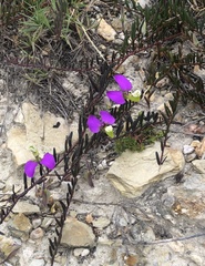 Polygala peduncularis