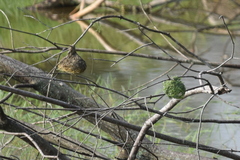 Ploceus jacksoni