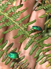 Erachtheus lutulentus