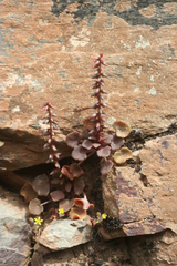 Umbilicus horizontalis