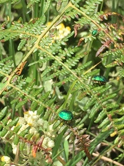 Erachtheus lutulentus