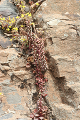 Umbilicus horizontalis