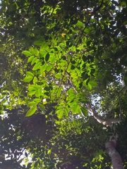 Pterocarpus officinalis