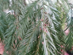 Sequoia
