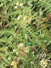 Erachtheus lutulentus