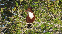 Halcyon smyrnensis smyrnensis