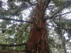 Sequoia