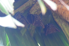 Cynopterus brachyotis