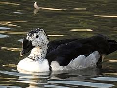 Sarkidiornis melanotos