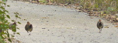 Bambusicola fytchii