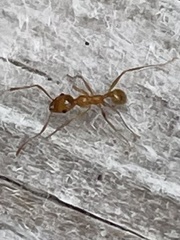 Pheidole morrisii