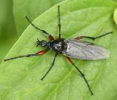Bibio pomonae